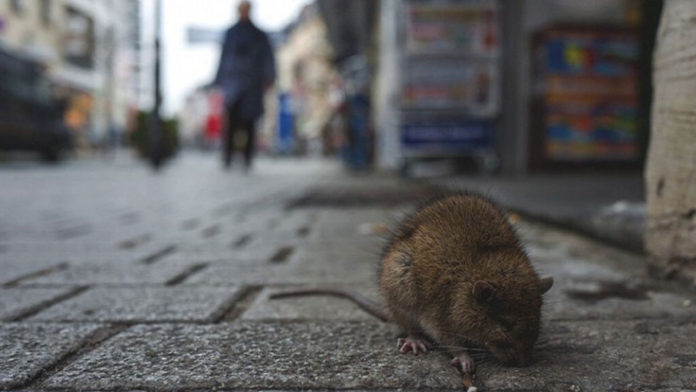 Un rat dans une rue. © WRITERSTAKE