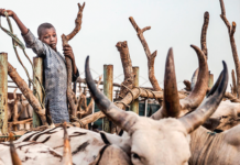 Quand la Covid-19 cause des dommages au marché à bétails au Niger