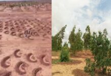 Grande Muraille Verte au Niger : le paysage lunaire de Simiri transformé en un paradis vert