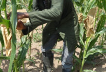 Campagne agropastorale 2025 au Niger : des pluies bénéfiques couplées à des défis persistants