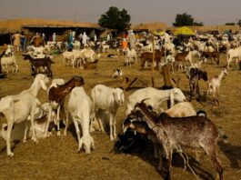 Niger : le gouvernement interdit l’exportation du bétail