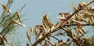 Sahel : le péril acridien menace les récoltes de 2026