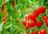 Niger : lancement d’un projet d’irrigation pour booster la production et la transformation de tomates