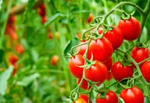 Niger : lancement d’un projet d’irrigation pour booster la production et la transformation de tomates