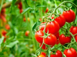 Niger : lancement d’un projet d’irrigation pour booster la production et la transformation de tomates