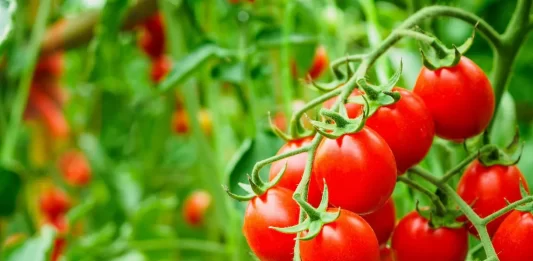 Niger : lancement d’un projet d’irrigation pour booster la production et la transformation de tomates
