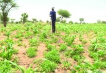 Campagne agropastorale 2026 : un début prometteur pour les paysans et les pasteurs