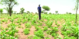 Campagne agropastorale 2026 : un début prometteur pour les paysans et les pasteurs