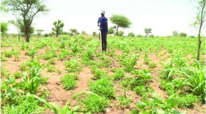 Campagne agricole niger