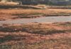 Installation de la saison pluvieuse au Niger : Gabgoura, un cas de résilience limitée