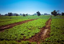 Le Mozambique va réduire ses importations en provenance d’Afrique du Sud