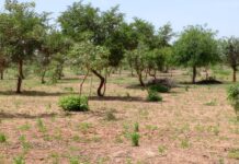 Environnement : Qui possède les arbres du Niger ?