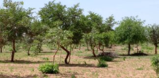 Environnement : Qui possède les arbres du Niger ?