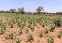 Campagne agropastorale 2026 : cultures et élevage à l’épreuve des pauses sèches