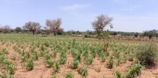 Campagne agropastorale 2026 : cultures et élevage à l’épreuve des pauses sèches