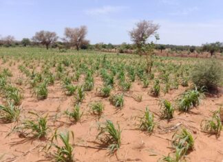 Campagne agropastorale 2026 : cultures et élevage à l’épreuve des pauses sèches
