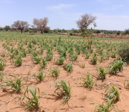 Campagne agropastorale 2026 : cultures et élevage à l’épreuve des pauses sèches